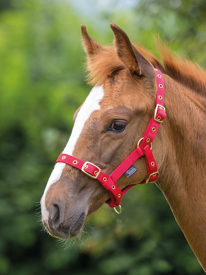 Rhinegold Foal Headcollar Fully Adjustable Head Collar Lots Of Colours Halter 