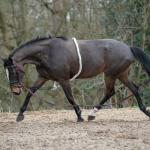 Mark Todd Lunging Aid