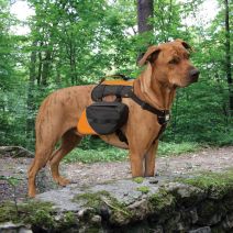 Kurgo Big Baxter Backpack - Black/Orange - 22-50kg