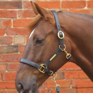 Hy Equestrian Leather Head Collar