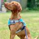 Henry Wag Dog Travel Harness - Blue/Grey