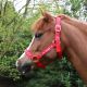 Hy Equestrian Christmas Merry Christmas Head Collar & Lead Rope