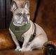 Digby & Fox Tweed Dog Harness