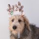 House of Paws Sequin Reindeer Headband for Dogs