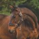 Horseware Rambo Padded Headcollar - Whitney Stripe