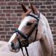 Stubben Waterford Snaffle Bridle