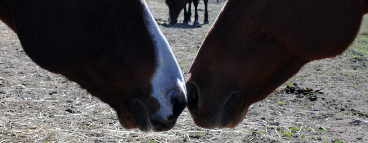 Four ways to treat your horse this Valentine's Day