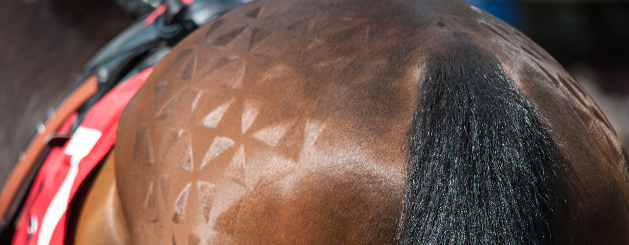Grooming your horse: 4 top tips